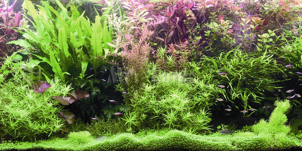 Affiche de fond d'aquarium de taille personnalisée, plantes aquatiques auto-adhésives, PVC, accessoires de décoration précieux de poisson, papier peint de paysage n° 2