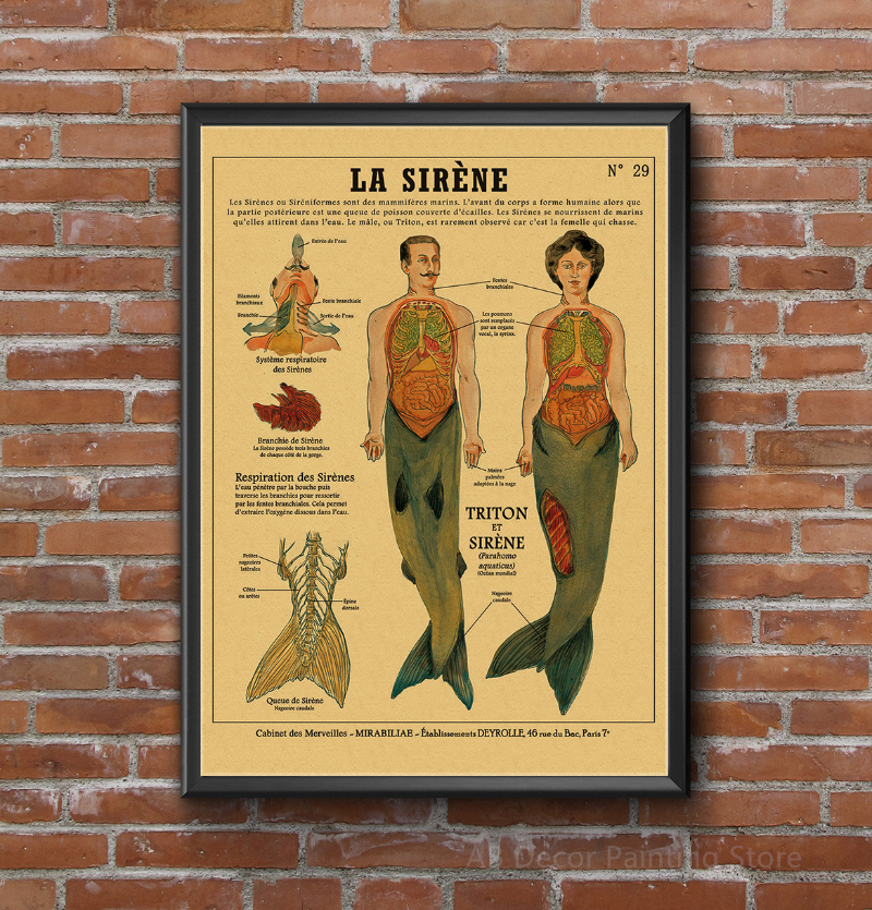 Affiche d'Anatomie de Sirène et d'Oiseau Curieux, Imprimés en Papier Kraft, Vintage, pour la Maison, la Chambre, 73 Bars, Art, Décoration Murale, Peinture Esthétique n° 4